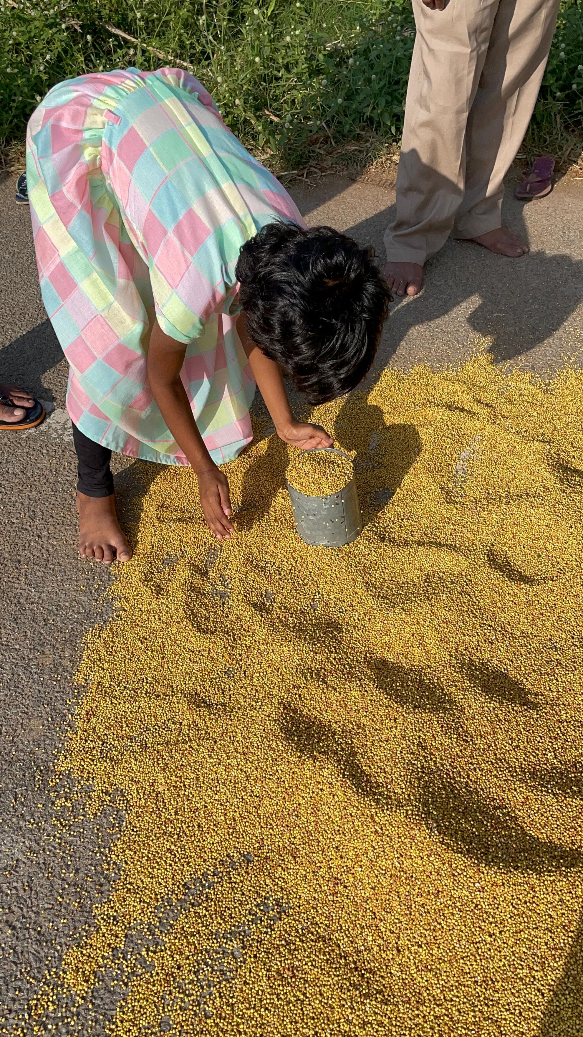 Sorghum