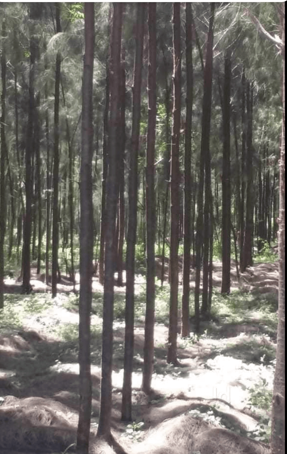 Casuarina Trees