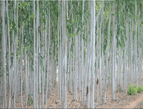 Eucalyptus