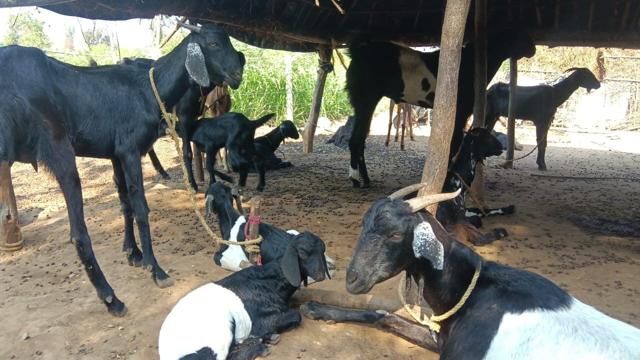 Goats rural