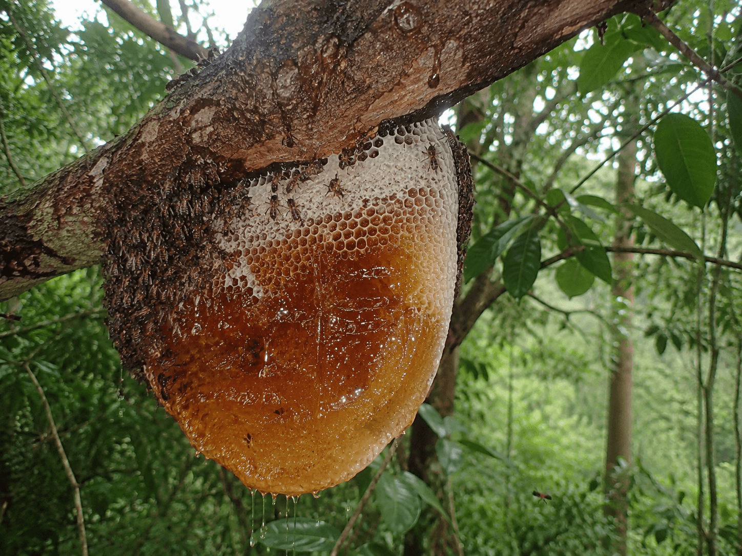 Natural Honey