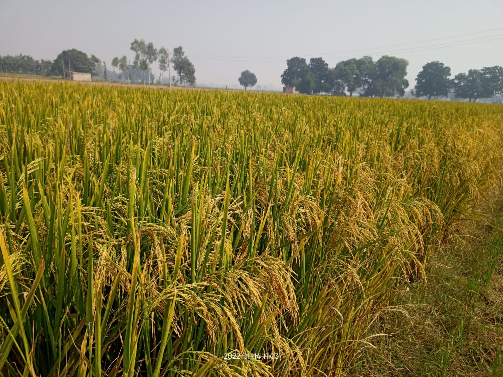 Rice