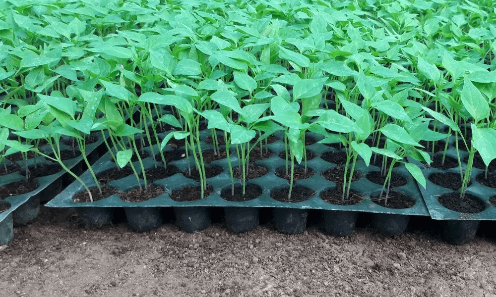 Seedlings